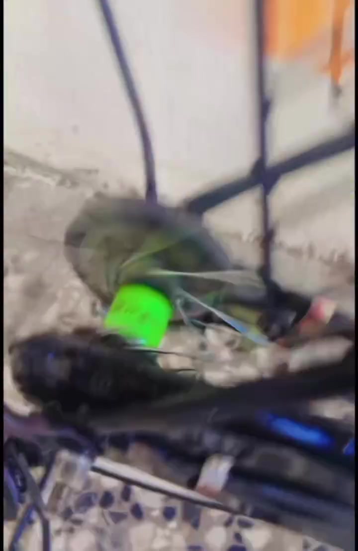 بايسكل بطه حجم 26 موديل 19 ياباني اصلي نظافه 90 % السعر 130 وبي مجال


**إذا كنت صاحب هذا الإعلان وتريد حذفه لأي سبب، رجاءا أرسل رسالة إلى الدعم الفني**