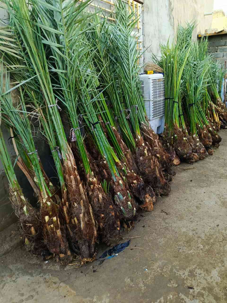 سلام عليكم  يوجد لدينا قرنفلي مشمشي عجوة خيارة برحي مجهول مكتوم جبجاب بريم بلكة اشرسي  شويثي و انواع النخيل ***********
