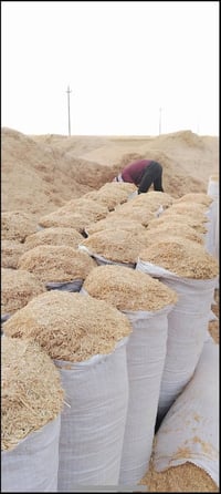 يوجد تبن للبيع تبن السنة مال حنطة  ابيض وناعم مال دراسه مليان حنطه  سق...