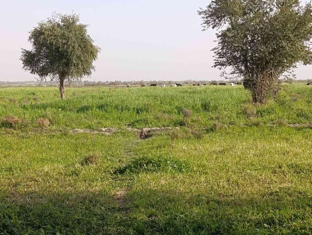 السلام عليكم،،،
ارض زراعي للبيع،المساحه35دونم+بيت ونخل40،ماءكهرباء شارع تبليط وشارع ترابي العنوان قظاءالشطره ع جيهت حي الزهراء تعبر سيدعقيل السعر97 مليون وبيها مجال للستفسار ع الرقم فقط***********
