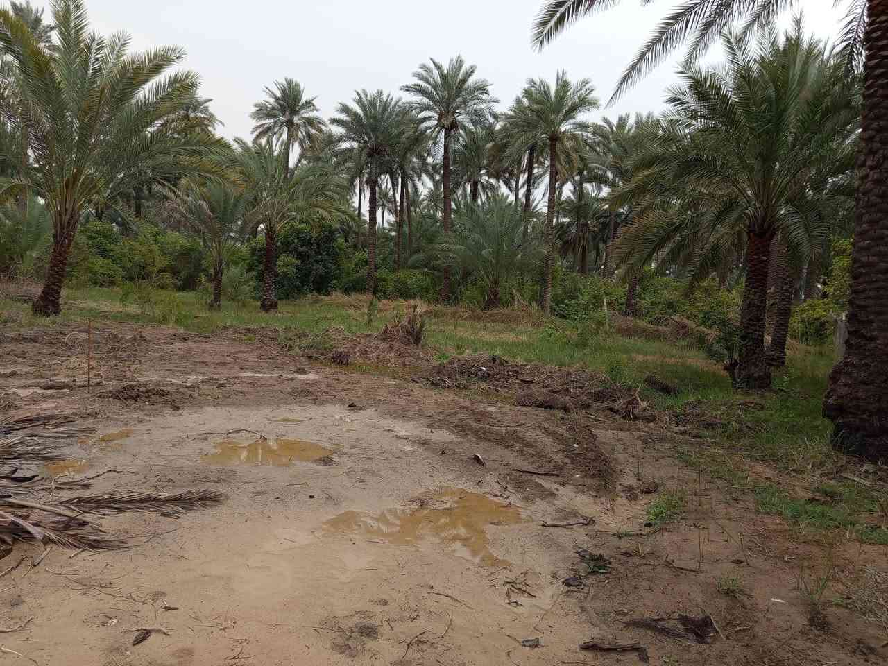 قطع للبيع طابو زراعي سند 25 حسب الطلب تصلح سكن ومزارع خدمات قيد الانجاز ماء وكهرباء  وتبليط وخط مولد وإنارة ويوجد ماء نهر السعر 100م  13 مليون بعقوبة جبينات مدخل مشروع الماء بعد الجامع للاستفسار خاص او ***********ه
