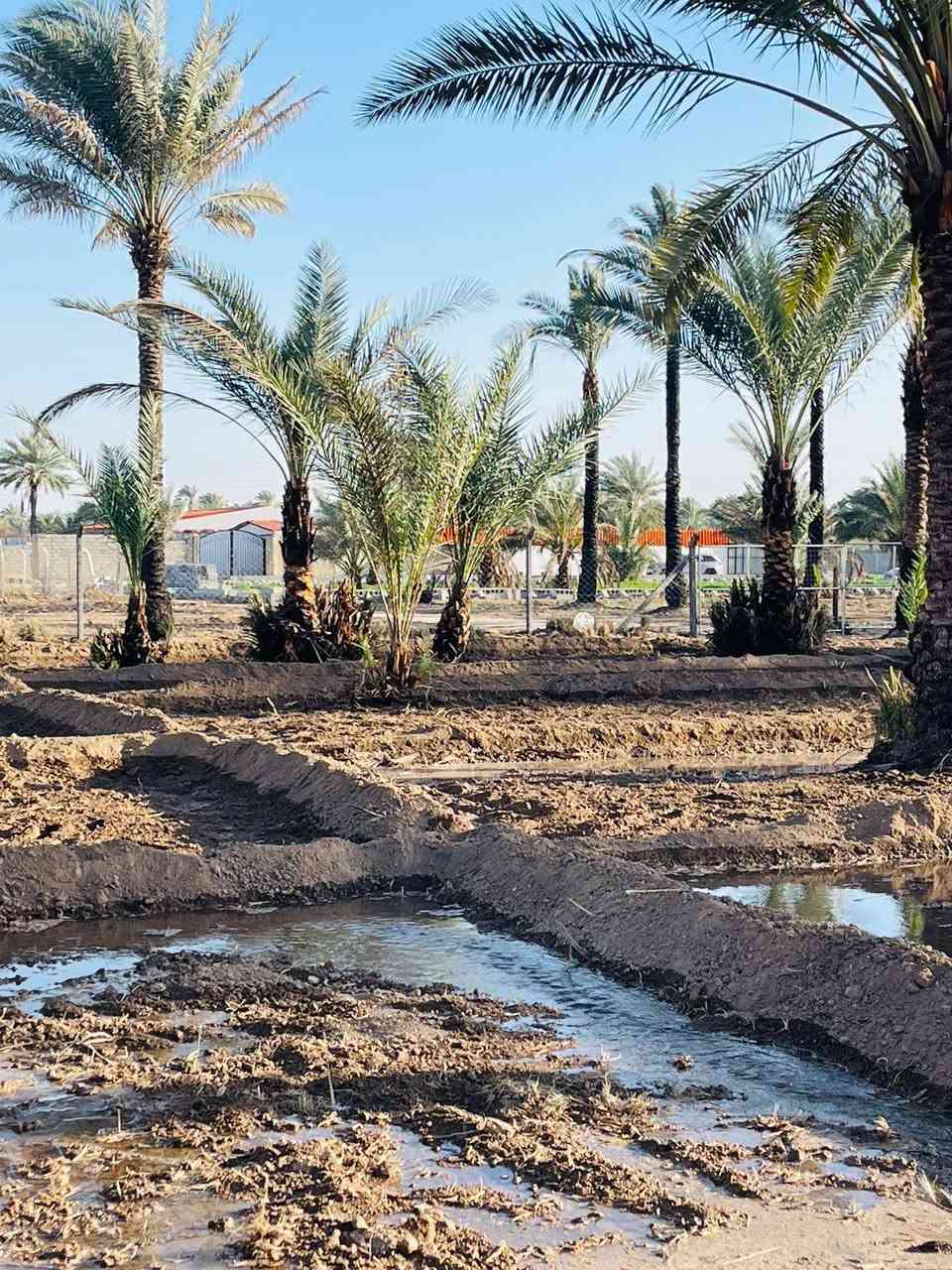 بسم الله الرحمن الرحيم 
توجد ارض مساحتها دونم جنس الارض طابو زراعي سند ٢٥خدمات ماء كهرباء تبليط يبعد عنه ٥٠م يصلح سكن عنوان مدائن سلمان باك منطقه باوي للاستفسار الاتصال ع الرقم التالي ***********واتساب )***********
