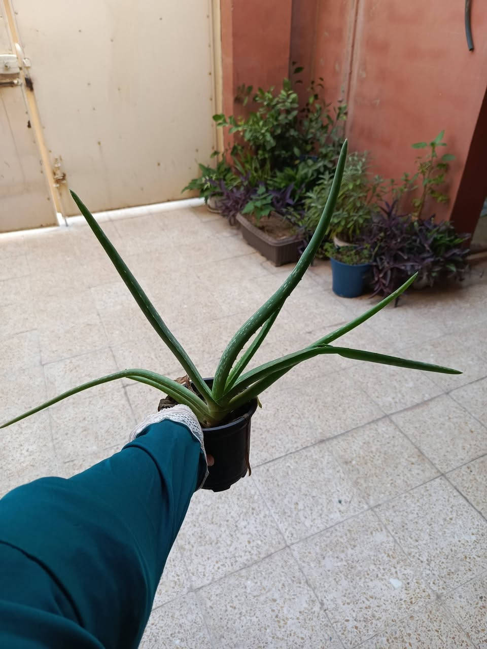 نباتات للبيع
مكحله وصالونه وعنكبوت واللوفيرا ونبات زينه 5 حجم كبير
مكاني داخل الموصل والسعر ع خاص


**إذا كنت صاحب هذا الإعلان وتريد حذفه لأي سبب، رجاءا أرسل رسالة إلى الدعم الفني**