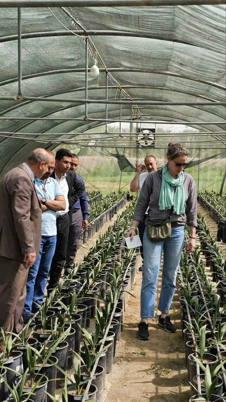 مرحلة التكييف في الزراعة النسيجية للنخيل

 مرحلة التكييف آخر مراحل الزراعة النسيجية وتكون قبل مرحلة التشتيل تعد من أهم المراحل في إنتاج الفسائل النسيجية للنخيل، إذ يتم خلالها نقل النباتات الصغيرة من البيئة المخبرية المعقمة إلى ظروف نمو طبيعية بشكل تدريجي. وتهدف هذه المرحلة إلى مساعدة الفسائل على التأقلم مع اختلاف درجات الحرارة والرطوبة وشدة الإضاءة، وتنمية جهاز جذري وأوراق قادرة على مواصلة النمو خارج المختبر.
تُجرى عملية التكييف داخل بيوت محمية مجهزة، مع التحكم الدقيق في الرطوبة والري والإضاءة، حتى تكتسب الفسائل القدرة على تحمل الظروف الخارجية. ويُعد نجاح هذه المرحلة عاملًا أساسيًا في الحصول على فسائل قوية وسليمة، ذات نسبة نجاح مرتفعة بعد الزراعة في الحقل، وقادرة على تحقيق نمو وإنتاجية عالية مستقبلاً.

للاستفسار والتواصل:
- قسم المبيعات النخيل : ***********
- قسم المبيعات النخيل : ***********
- قسم الاسمده والتوصيل: ***********

الموقع: محافظة بابل، مدينة الحلة، طريق منطقة عوفي.

#البشير_مشروع_وطن  
#شركة_البشير_العالمية
