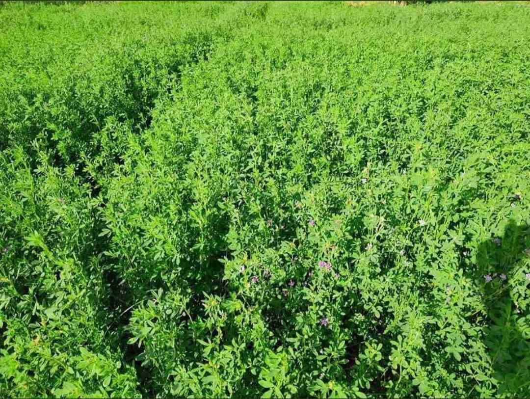 بذور جت تركيه عاليه الجوده درجه اولى تدوم لاكثر من 4 سنوات ارتفاع جيد يصل إلى 70 سنتم المغلف 10 كيلو
السعر 80 الف ... توصيل 5 الف جميع المحافظات الاستفسار ***********
