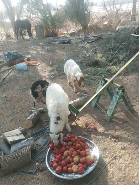 متاح طليان مال ربط عنواني الدور ***********
