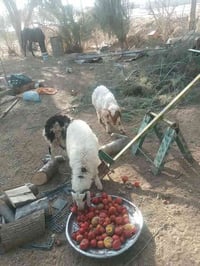 طليان • ربط عنواني • الدور