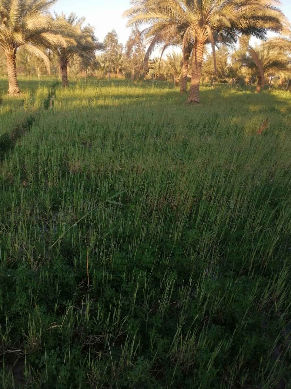 السلام عليكم أرض زراعيه للبيع يوجد في الأرض 40 نخله ويتوفر فيها ماء اساله وماء مشروع وكهرباء مساحه الارض دونمين عقد 117 واجهة خمسين متر + نزال ميه تبعد عن الشارع ميتين متر المكان كربلاء الامام عون طريق بغداد عامود 301 منطقة إم غراغر قرب مدرسه اعدادية البساط الأخضر والثقه الابتدائية للستفسار اتصل ‏‪***********‬‏أو. ‏‪***********‬‏
