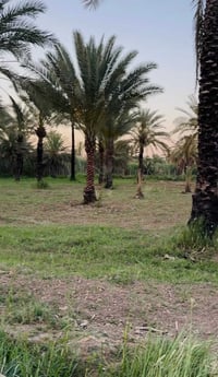 دونم طابو سند 25 للبيع العنوان المدائن منطقة الجعارة يبعد 100 متر عن س...