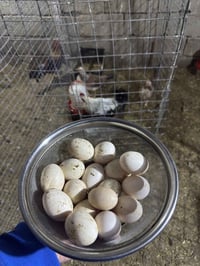 ديالى الغالبيه • طبقة بيض • بيض تفقيس