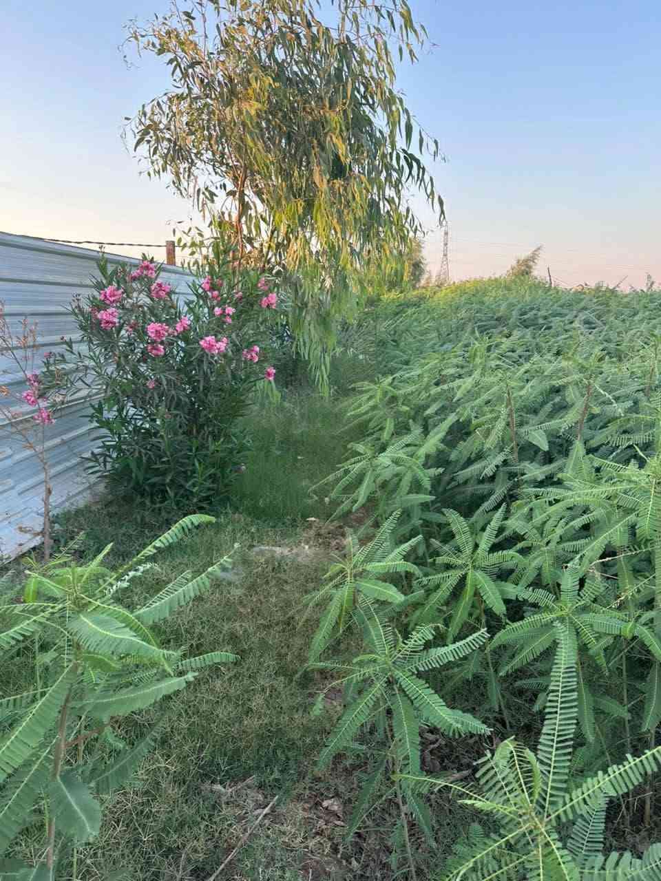 السلام عليكم
دونم عقد ٢٥ في ( اليوسفية / القصر اوسط /  الحركاوي)  مسجل باسمي مزروع ٥٠ تالا قلمتوز اكاسيا دفلة رمان تكي عنب شاتل هوايه شغلات وتعبان عليه مي حلو ومي بير ومي بزل كامل مكمل كهرباء وانترنيت والاثاث وماطورات غطاس ابو الواحد ونص  وماطور تمساح ابو واحد حصان انج

وغطاس واحد ونص انج ورافع فولتية عدد 2 

80 امبير مع كافة الاثاث المنزلي والسبالات tcl و توسوت وهواية شغالات 

لابياع ولاشراي  للاتصال ***********
