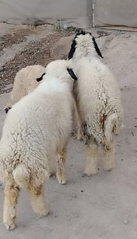 طليان فحولة • لحم ونصاحة • محاويل