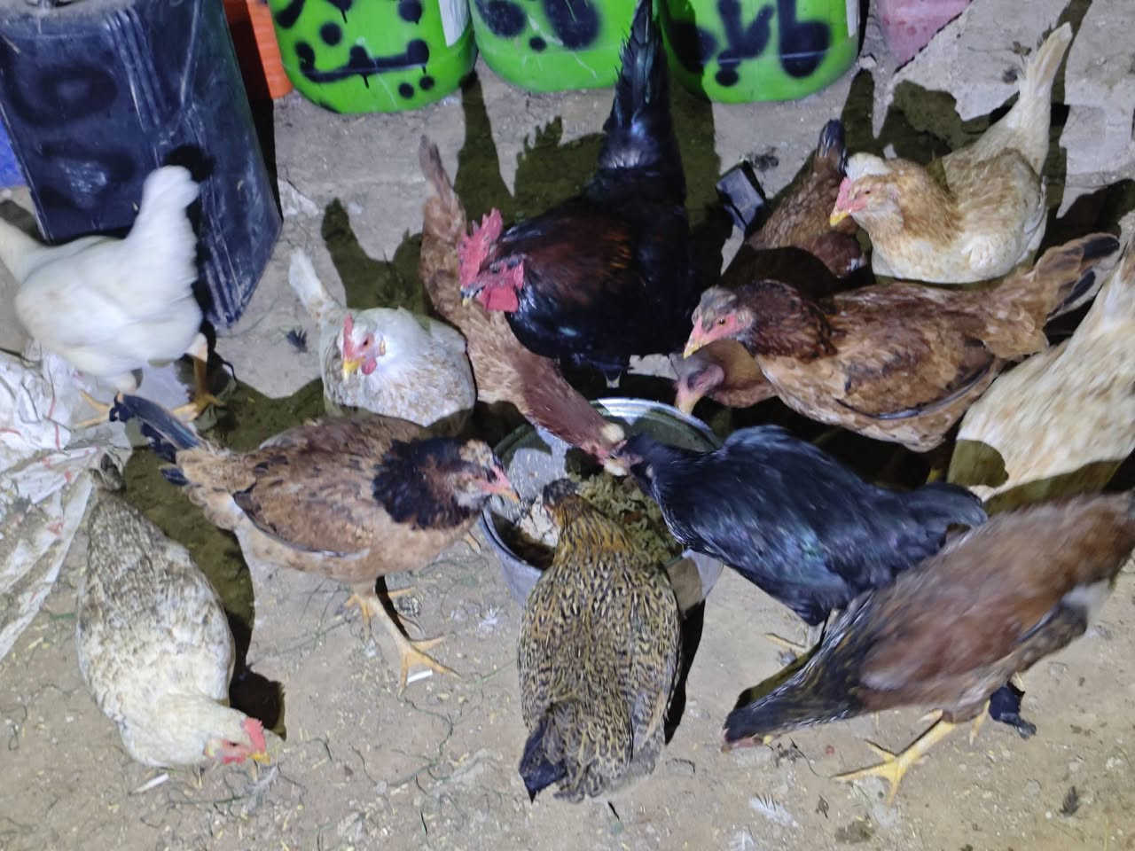 ﷽
السلام عليكم يوجد دجاجات عرب / بياضات / خشنات  ويه ديج  خشن / خابر والله محييك السعر الموقع شريعه/ ***********
