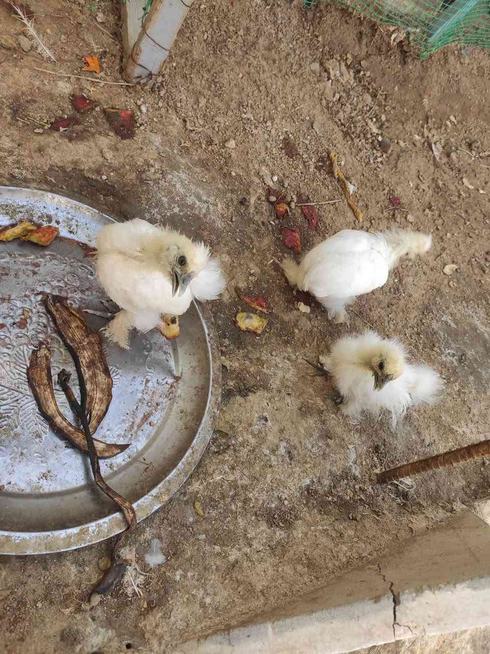 السلام عليكم 
دجاج سلكي🐓
 وكتاكيت 🐥و فروج للبيع 
سلكي ابيض اللون او يصيحوله قطني 
دجاج لحم ازرك او اسود يصيحوله 
دجاج صحه ونشاط فول خالي من الامراض 
مكاني نجف الاشرف الكوفه
 للتواصل خاص او الاتصال على الرقم ***********
