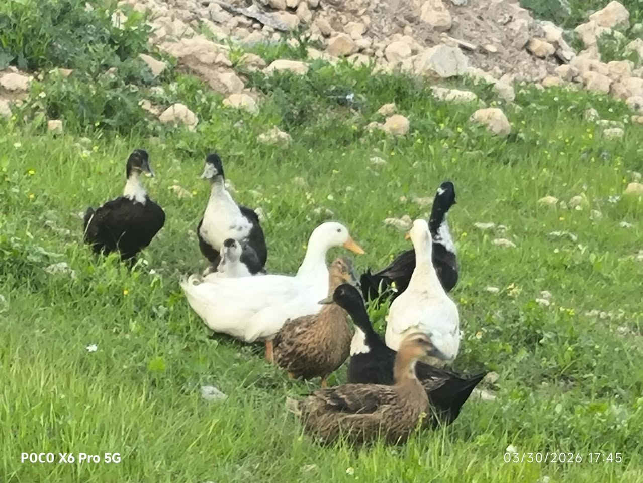 السلام عليكم بط عراقي وهولندي العدد 30 سعر الزوج 16 شرط بياض سمان مال بيت ***********
