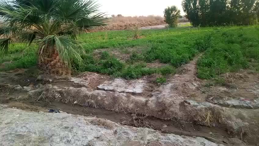 يا الله 
4دونم زراعي عقد 35 مزروع مع بيت سكن مع ماطور ماء للسقي 
خدمات متوفرة ماء كهرباء 
عنوانه كوت حي الجهاد زنابره قرب السيطره القديمه نهاية التبليط..
معروض لدى مكتب دلالية الزاملي 
الإستفسار الاتصال.
***********.
سيد مرتضى الزاملي.
