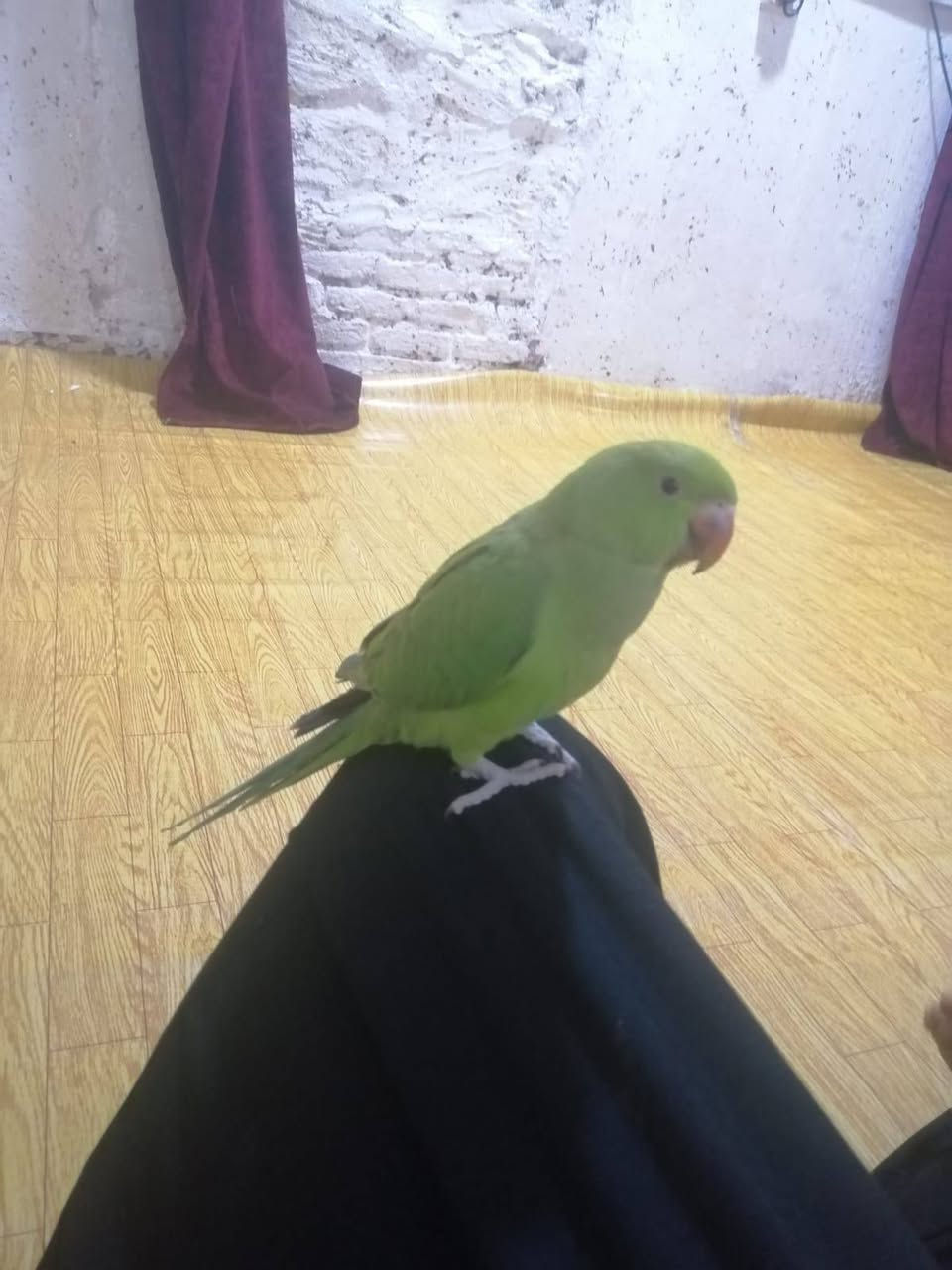 عراض للبيع كلمن وسعره


**إذا كنت صاحب هذا الإعلان وتريد حذفه لأي سبب، رجاءا أرسل رسالة إلى الدعم الفني**
