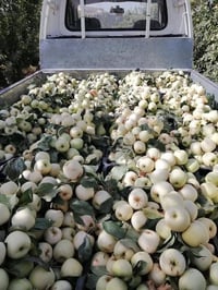 تفاح • شرابي كاغدي إبراهيمي • شتلات مطعمة مكفولة