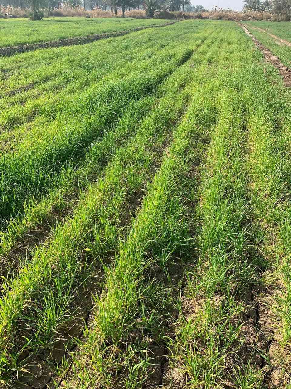 دوانم للبيع داخل وخارج الصياحيه
شارع عام حله بغداد منطقة الصياحيه 
دوانم طابو زراعي سند 25 تحويل مباشره 
كافة الخدمات المطلوبة متوفرة 
اخوان لليرغب بالشراء الاتصال بنا اوزياره مكتبنا الكائن شارع عام حله بغداد مقابل كوين بارك (مكتب النور للعقار)
***********
***********
