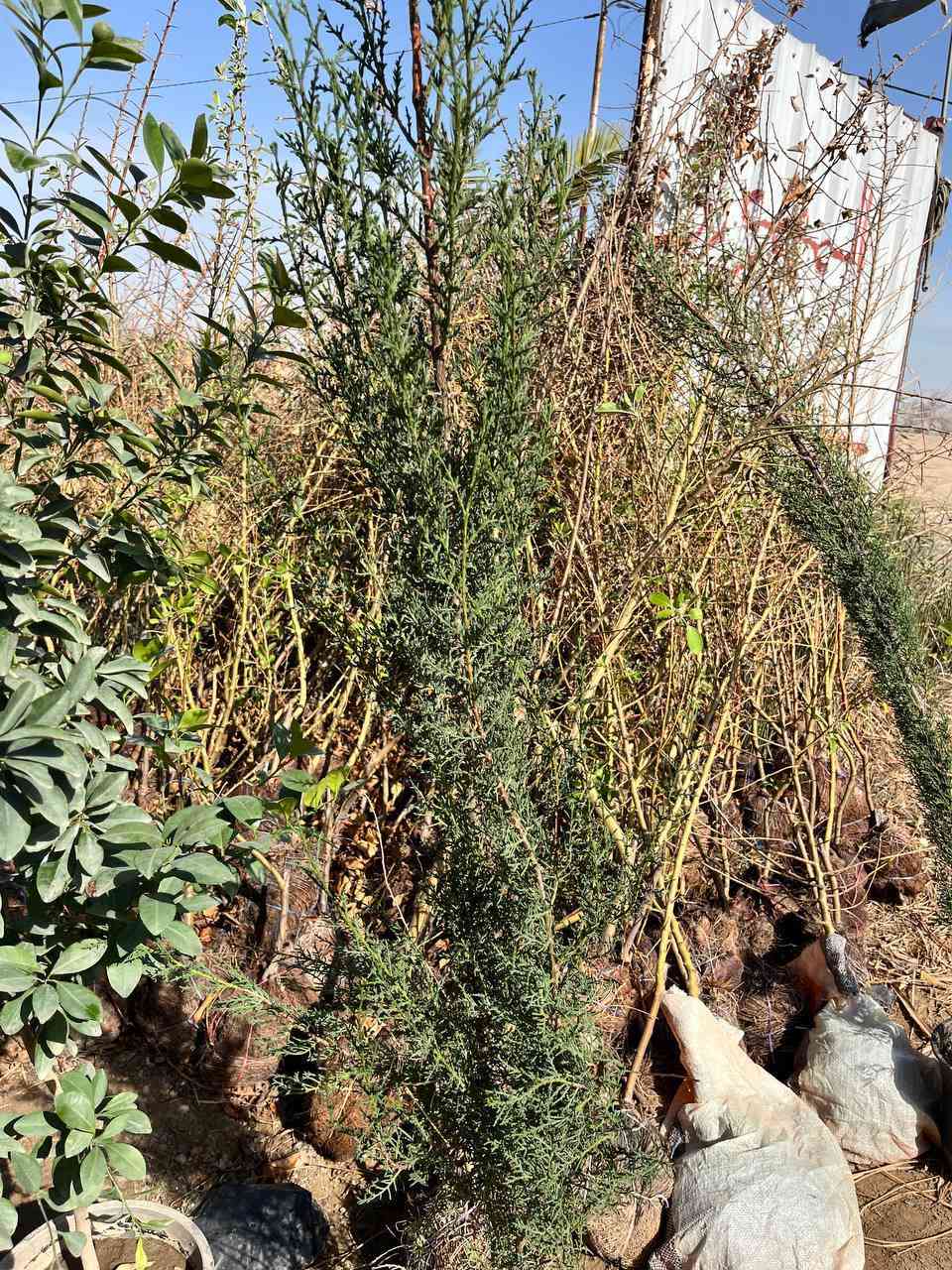 توفر لدى مشتل الزهراء  جمله مفرد كافه اصناف الاشجار 
عنب  حلواني  تفاح براهيمي و شرابي عرموط صيفي ثيل هندي بأنسب الاسعار مشروع المسيب شارع ابو الجاسم ع  
اي استفسار  ***********
