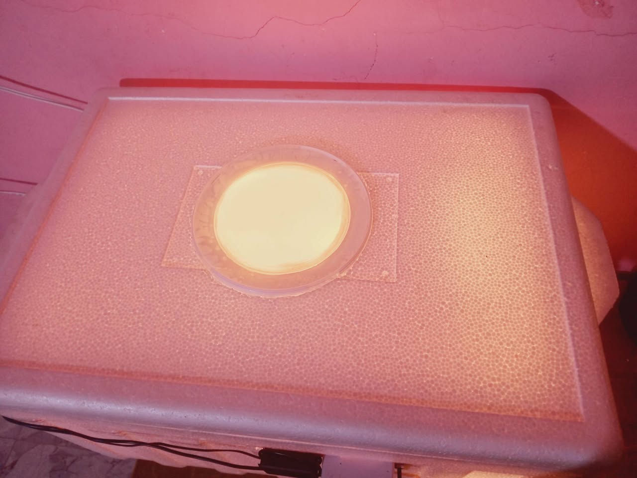 متاح
BOxفقاسه فلين تقليب يدوي جاهزه تحضن اكثر من ٣٥ بيضه تقريبا و متحكم الحراره درجته منظمه ما عليك بس تخلي بيه البيض السعر ٥٠الف 
       الشراي يجي خاص وبخدمتك
مكاني/البصره حي الصدقاء


**إذا كنت صاحب هذا الإعلان وتريد حذفه لأي سبب، رجاءا أرسل رسالة إلى الدعم الفني**