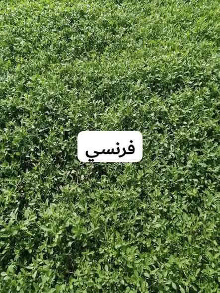 يوج لدينا ثيل طبيعي جميع الانواع وتوصيل مجاني لجميع المحافظات وعمل المرشات وبانسب الاسعار  
لتواصل *********** او واتساب
