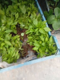 شتلات • طماطة عراقية • فلفل عبود