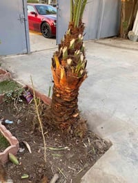 تكريب نخيل لتواصل وتساب فقط 07748984321