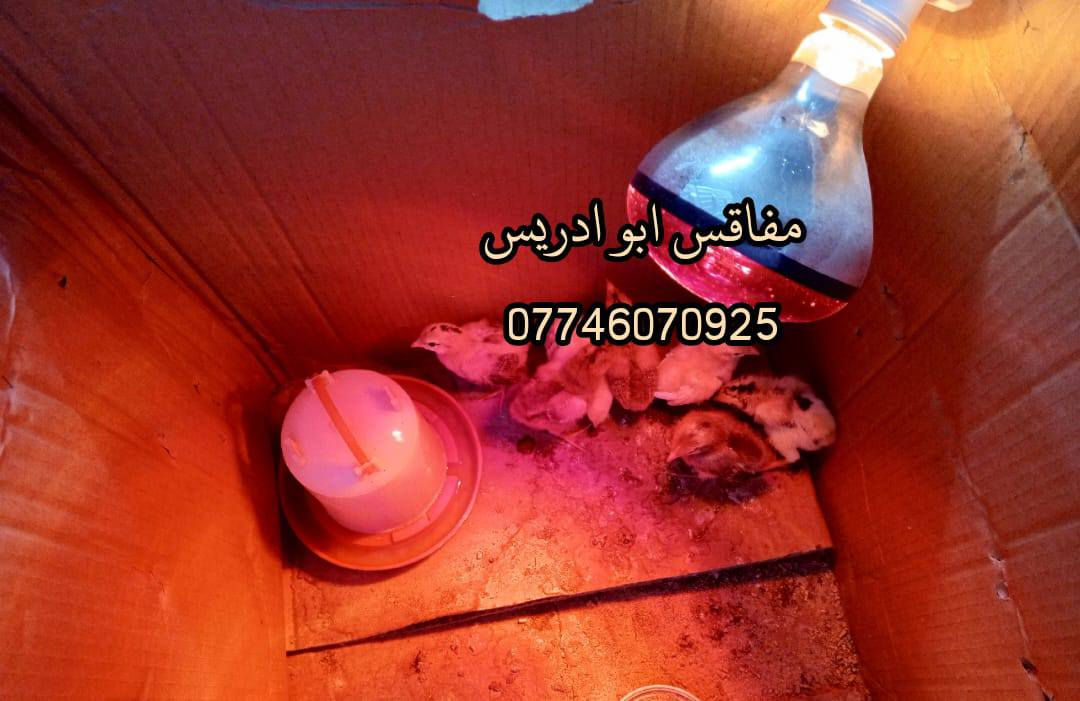 يالله متوفر مصابيح الحرارية تحت الاشعه الحمراء المعوضة لأشعة الشمس  السعر فقط خمسة آلاف
فوائد المصابيح🌞💛💡
 يعتبر من أفضل الوسائل للتدفئة لأن ينطي حرارة تشبه حرارة الشمس الطبيعية ويفيد بالحاضنات والاقفاص والمزارع  ويشتغل بكفاءة عالية يساعد على تنشيف الأرضية ويقلل الرطوبة ويقتل الجراثيم و متوفر توصيل لكل محافظات العراق  للحجز راسل واتساب ***********‬‏ اوراسل الصفحه   وتدللون
 #دواجن #مصابيح_شمسيه #مصباح_اشعه_حمراء #مزارع #محميات #حاضنات
