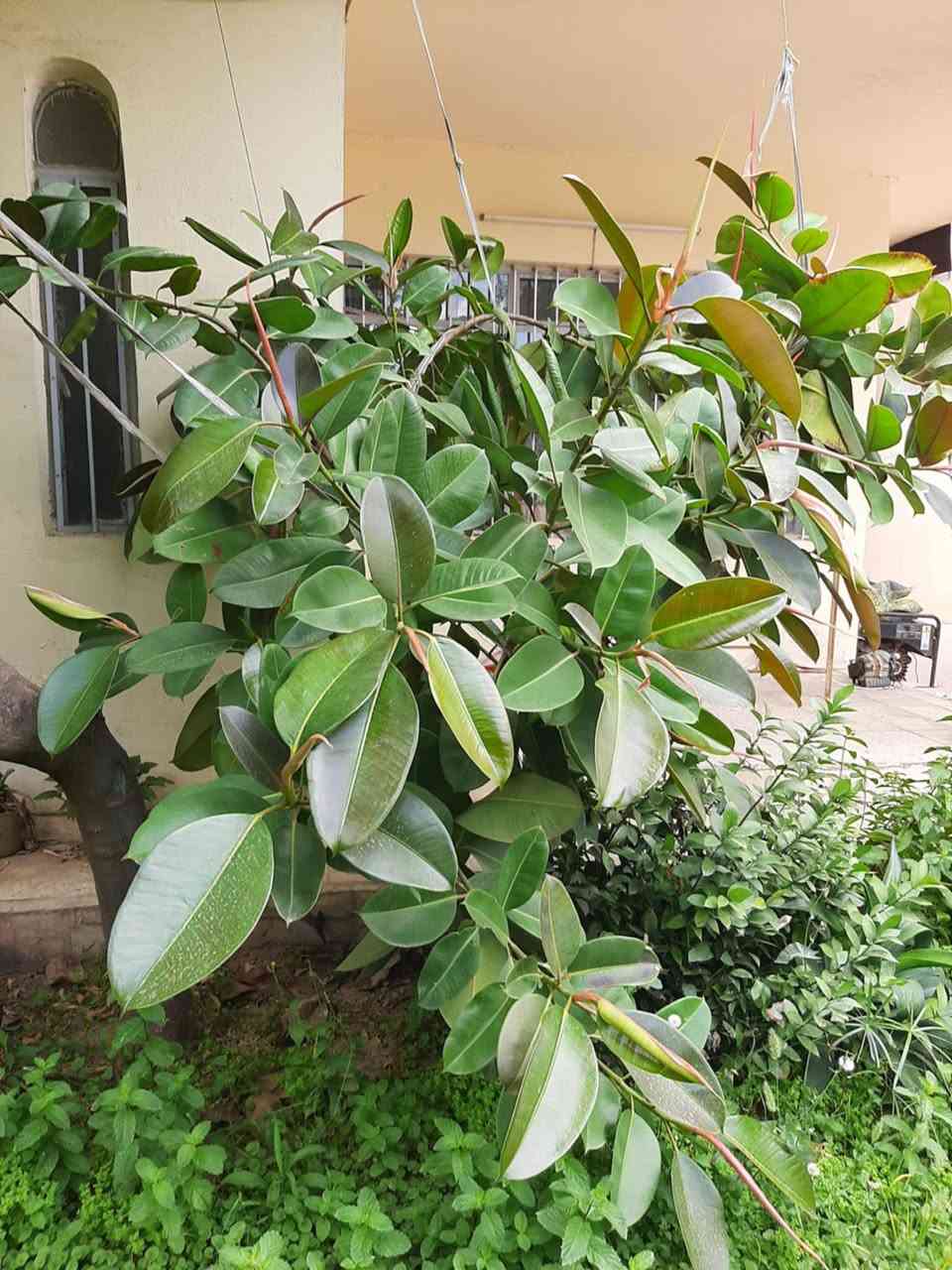نباتات للبيع حجم كبير جدا


**إذا كنت صاحب هذا الإعلان وتريد حذفه لأي سبب، رجاءا أرسل رسالة إلى الدعم الفني**