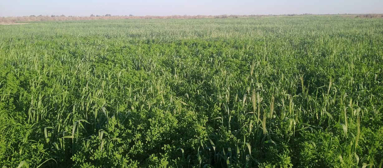 سلام عليكم توجد شروه 12دونم
حشيش جت وحنطه المكان الرفاعي طريق سيد احمد 
للتواصل ***********
