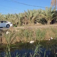 كربلاء • ٥٠٠م • طابو سند ٢٥