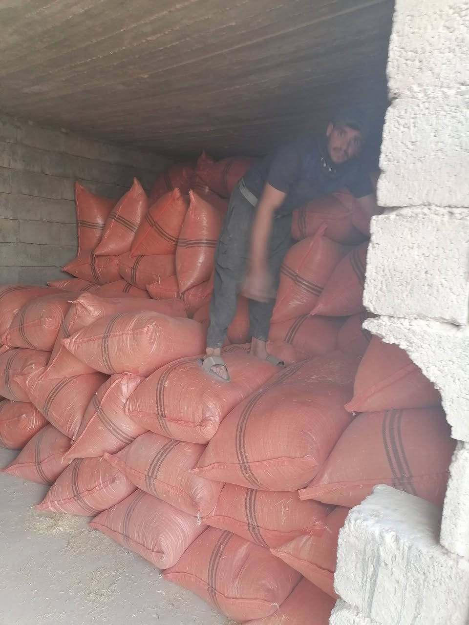 السلام عليكم يوجد تبن للبيع شلفان السعر 5000 الشليف ومال كراضه وشرط نضيف وناعم واصل البيت القياس الشليف عرض 80 ارتفاع 120 والاستفسار *********** *********** وحياكم الله
