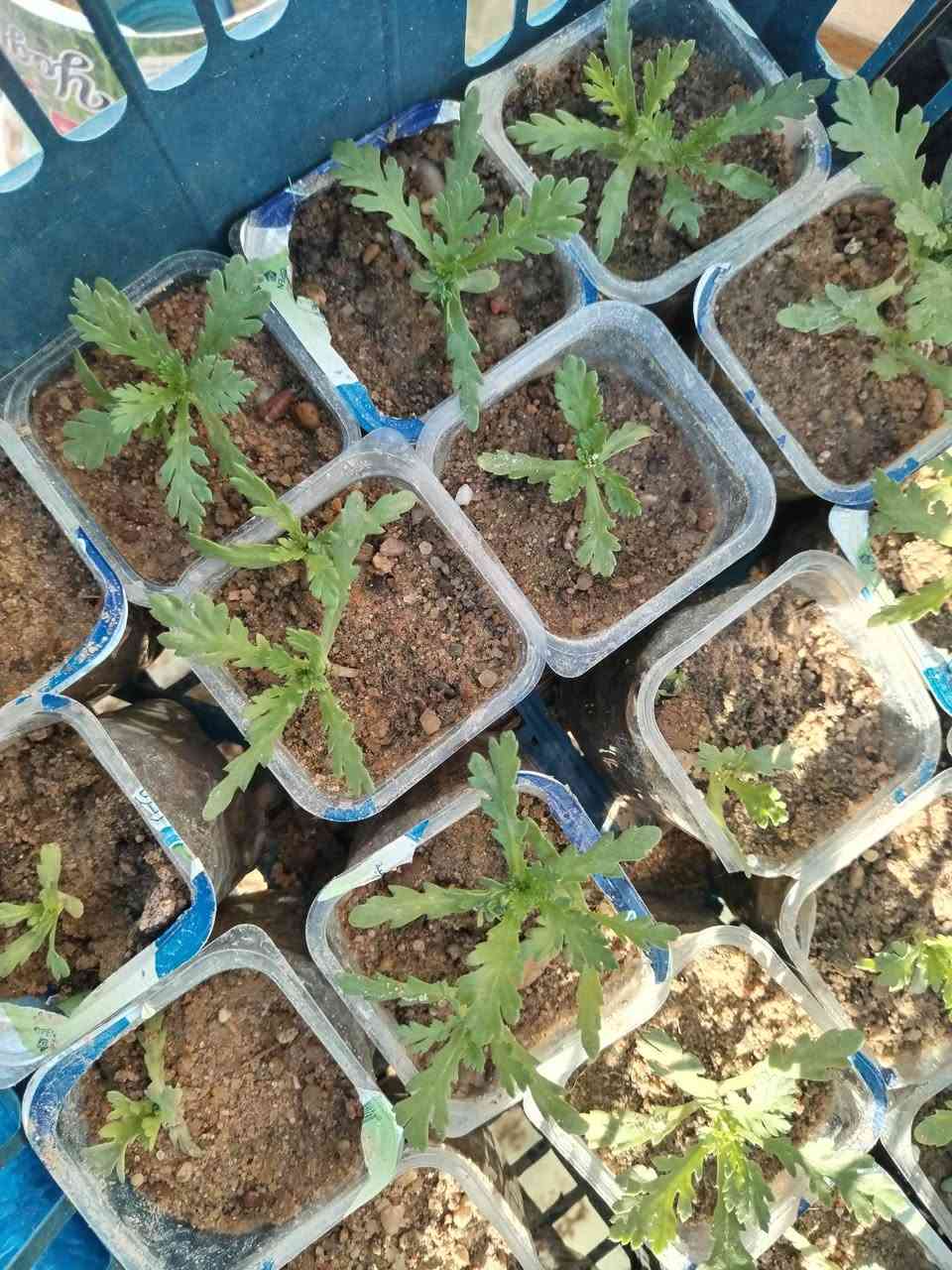 متاح لدينا بذورها بذور نبات ورد عين البقره
الطلب والحجز واتساب *********** السماوه أو مراسلة الصفحه يوجد خدمة توصيل طلبات داخل السماوه ولكافة المحافظات لباب البيت أنواع البذور الاستوائية النادره
