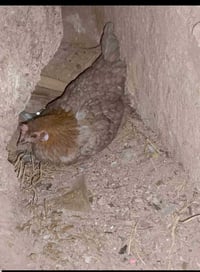 دجاج بياض • دجاج عربي • افراخ دجاج • صيصان • دجاج انتاج • دجاج ملقح • ...