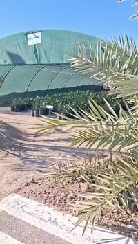 زراعة النخيل • أسمدة • الحلة بابل