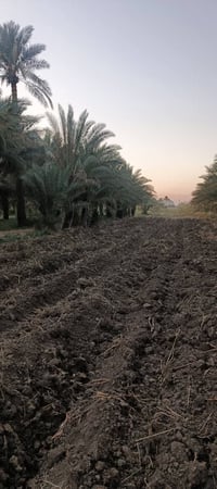 كربلاء طويريج • دونم ونص • ٣ بيوت