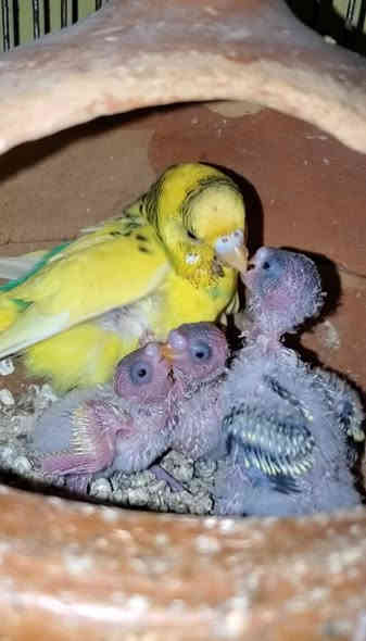 السلام عليكم خمس زواج طيور حب شلع ام مايات كلهن طيره فحل طيور خشنات صحافه فول بيهنن عيون حمر بيض طيور صحاوه فول خشنات ونظيفات مكان طويريج
***********
