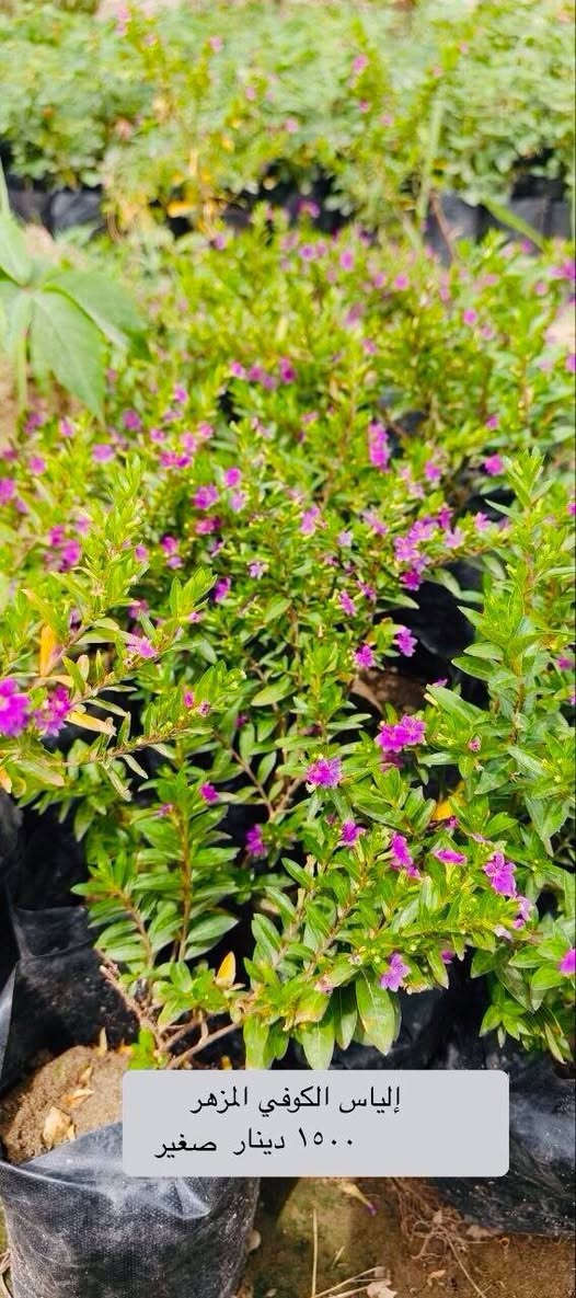 🌿✨  تشكيلة مميزة من النباتات ✨🌿
نباتات زينة، عطرية، وأشجار ظل مناسبة للحدائق والبيوت 🌱 والاسعار نار 🔥🔥
كل صورة بيها اسمها و سعرها و كلشي متوفر عدنا 

• المورنگا — شجرة سريعة النمو، أوراقها مغذية وتتحمل الحر.
• الياس الكوفي — شجيرة عطرية مثالية للتسييج وتنسيق الحدائق.
• الرازقي — ياسمين عطري بأزهار بيضاء ورائحة جميلة.
• المينا المتسلق — متسلق سريع بزهور ملونة جذابة.
• لالة عباس (وردة المساء) — أزهار متعددة الألوان تتفتح مساءً.
• الشبوي الليلي — رائحة عطرية قوية تنتشر ليلاً.
• وردة الجمال (البوقي) — أزهار مميزة على شكل بوق.
• نبات دم العاشق الكويتي — نبات زينة بألوان أوراق جذابة.
• نبات النعناع — نبات عطري مفيد للمشروبات والطهي.
• بتونيا الصحراء — أزهار جميلة تتحمل الشمس والحر.
• وردة الكزانيا — أزهار مشرقة مناسبة للحدائق المشمسة.
• اكاسيا مصرية — شجرة ظل قوية تتحمل الجفاف.
• شوكة المسيح العراقية — نبات قوي مزهر لفترات طويلة.
• اليونكا (عين البزون) — نبات زينة مميز وسهل العناية.
• الجهنمي الشجيري — أزهار ملونة كثيفة تتحمل الشمس.
• الجهنمي المتسلق — متسلق رائع لتزيين الجدران والبوابات.
• گاريزيا عطرية — شجيرة عطرية تضيف رائحة جميلة للحديقة.
• نبات قرن الغزال — نبات داخلي مميز بأوراق فريدة.
• صبار اليوغا — صبار زينة يتحمل الحرارة وقليل السقي.
• الجوري السلطاني العراقي — ورد فاخر برائحة عطرية قوية.
• نبات دمعة الطفل — نبات زينة بأوراق صغيرة كثيفة جميل للتزيين.
🌱 متوفر حالياً في المشتل وبكميات محدودة
العنوان مشروع المسيب قرب تقاطع ابو الجاسم 
📩 للحجز أو الاستفسار راسلنا على الخاص او على الرقم *********** اتصال او واتساب 
🛵 موجود توصيل الحصوة و الاسكندرية و المسيب
