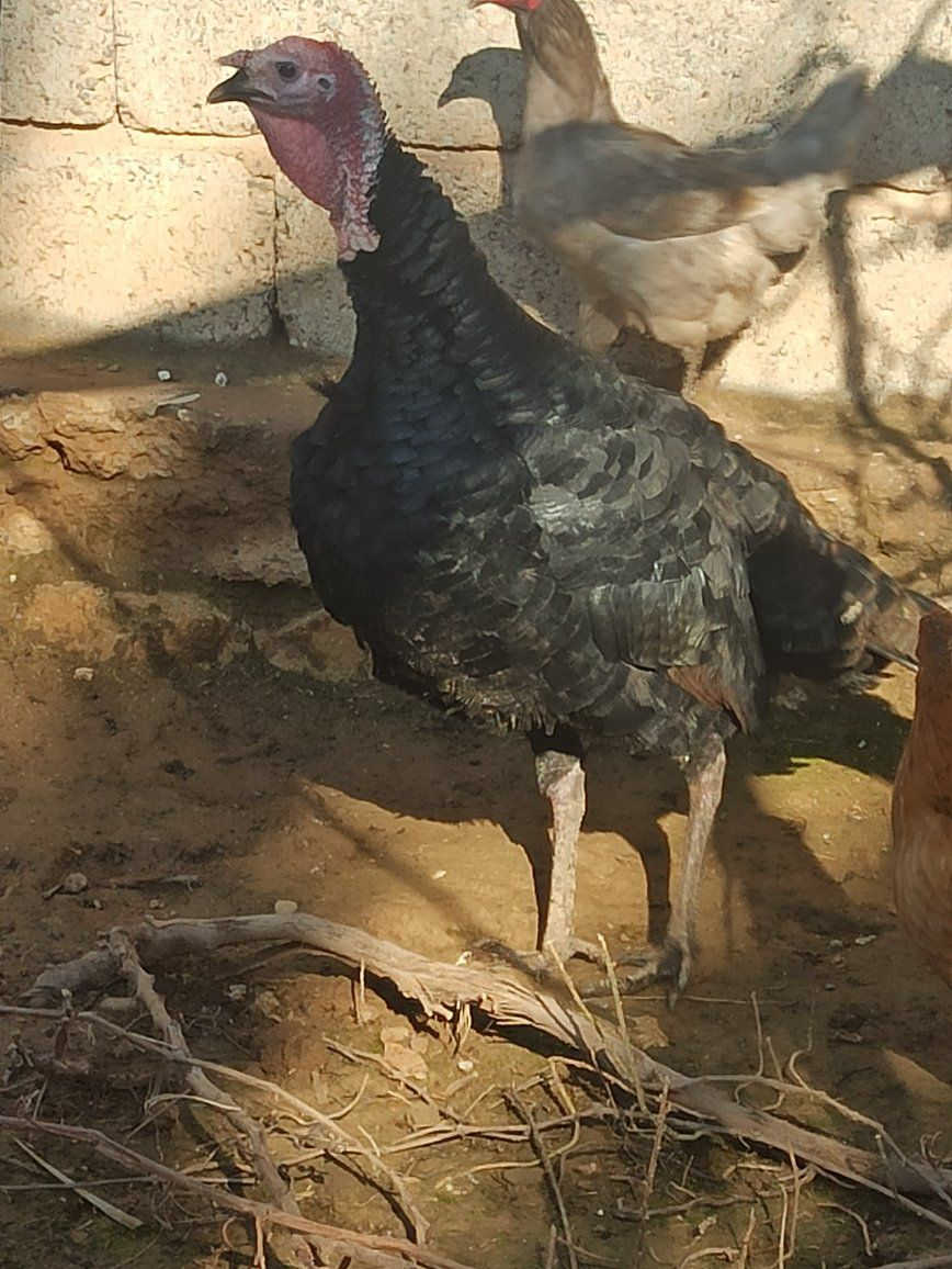 ديج بصره للبيع 
***********
