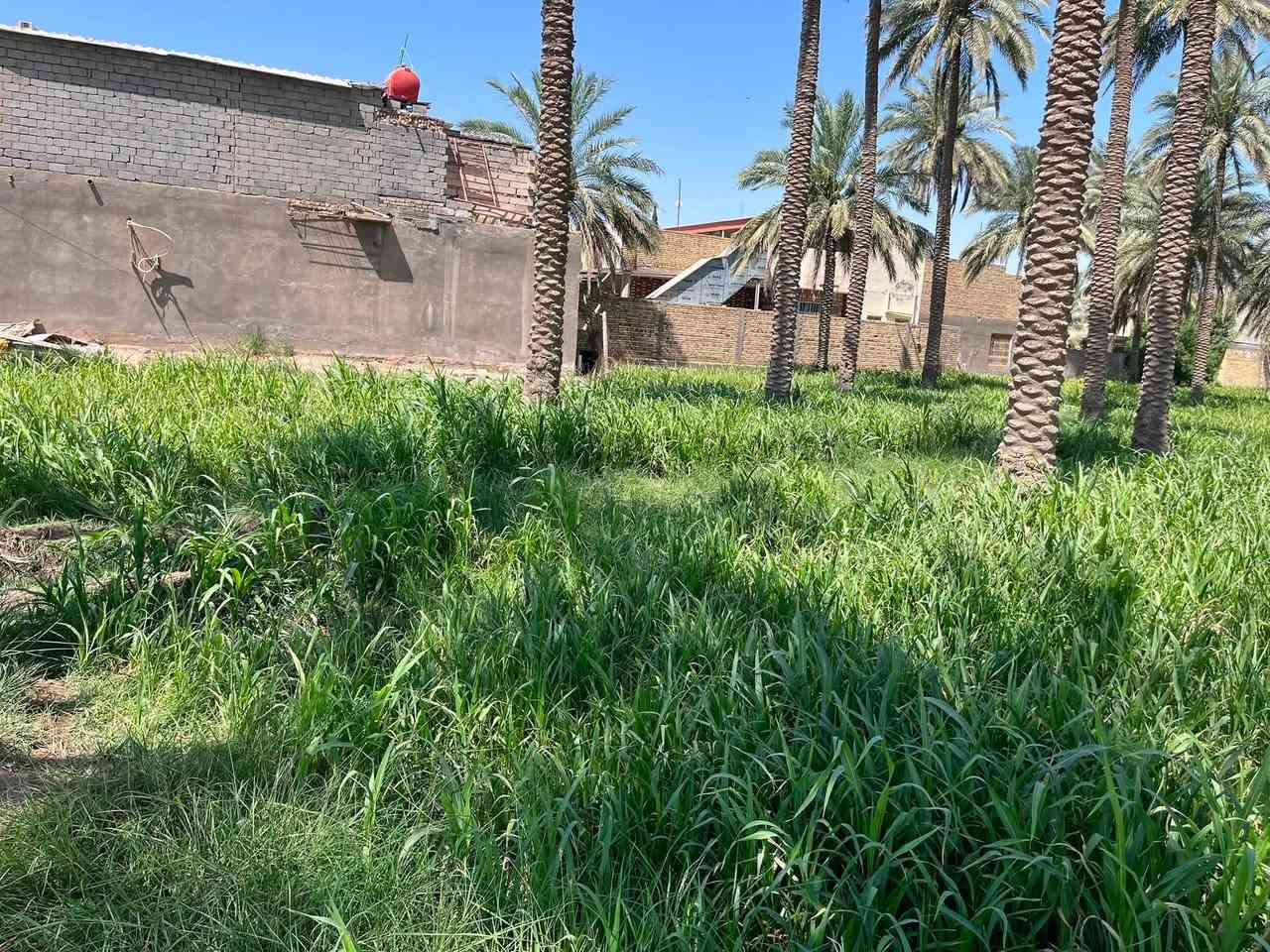 سلام عليكم يوجد ارض البيع يتوفر بيه جميع الخدمات الارض قرب جسر الهاشميه على طريق الحولي الحمزه الغربي الاستفسار ***********
