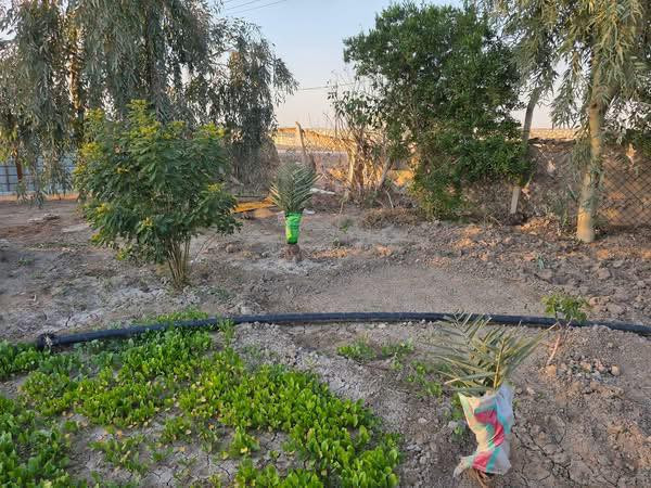 مزرعه للبيع 4 دوانم وجها  ع تبليط تبعد عن طريق الدغارة ديوانيه 700 متر// بيه مشتمل سند 25 بيها اجازه بستنه   خلف مطعم 🍴 واثق قرب معمل الزفت/***********
