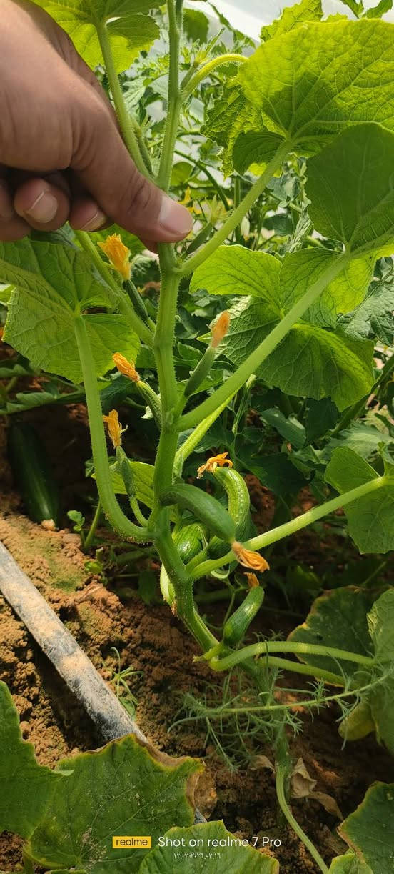 خيار ريف 25
الزراعه الصيفية صنف مقاوم للأمراض إنتاج وفير ثمار متناسقة مرغوب تسويقيا ثمره شبه الملساء انتاج مبكر 
صنف اثبت جدارته في الزراعه الشتويه والصيفيه تاريخ المشاهده 16/3/2026
متوفر حصريا في مكتب بركات أبا الفضل العباس ع 
الحيدرية طريق الحولي مقابل سكلة احمد نزال 
للحجز والاستفسار 
*********** هادي الأسدي 
*********** امين الأسدي
