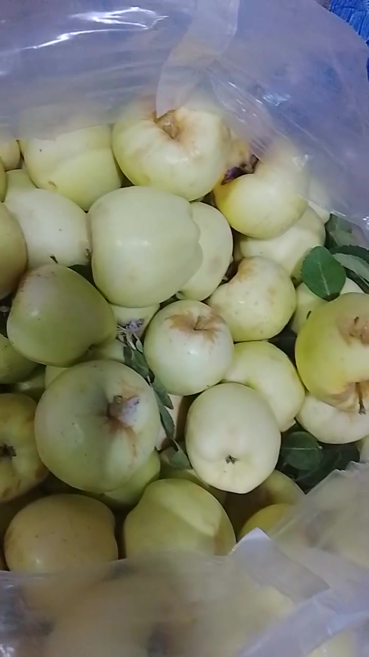 اسعار اليوم
عروض بلاش ومخضر تازه درجه اولى  وينه ليدور مسواك مرتب وتازه 
يوجد توصيل مخضر وبأسعار مناسبه 
للطلب واللاستفسار الاتصال اوتساب***********

تريدون مسواك تازه ونظيف بدون ما تتردد اطلب من علوه الطائي

قائمة الاسعار 🎬🎬🎬🎬   
 ////بطيخ 🍈750

موز عرض درجه اولى  1500 

طماطه عراقيه درجه اولئ …… .. 500

بطاطا عراقيه…… .🥔🥔 750

خيارشمالي درجه اولئ عرض....... . 750 
خيار عطروزي........ . 750
شجر عراقي.......... . 750
لهانه……… .750
اسود شمالي درجه اولئ………  750

بصل اكرستال 🧅🧅…… 1000
بصل حلو 🧅🧅…… .750.

فلفل بارد صيفي درجه اولئ…… ..1500
فلفل بارد مستورد 1500

ليمون 🍋……… .3000

فاصوليه…… 3500

باميه.    ب…… ..2000

الو احمر.… .2000
مشمش مستورد… ..2500
عنب عراقي………  1500
خوخ كعكي……..  2500
خوخ مسكي……  2000

برتقال مصري عسلي …… ..1500

تفاح احمر 🍎……  1500

عرموط…… ..1500

تفاح عراقي ابيض……  1000

خس….. 1500
توصيل داخل بعقوبة مجاني مجاني باب البيت واتساب ***********

كلشي مناسب ورخيص مسواك تازه ومناسب 🥒🫑🍅🥔🍆🍊🍓🍏
