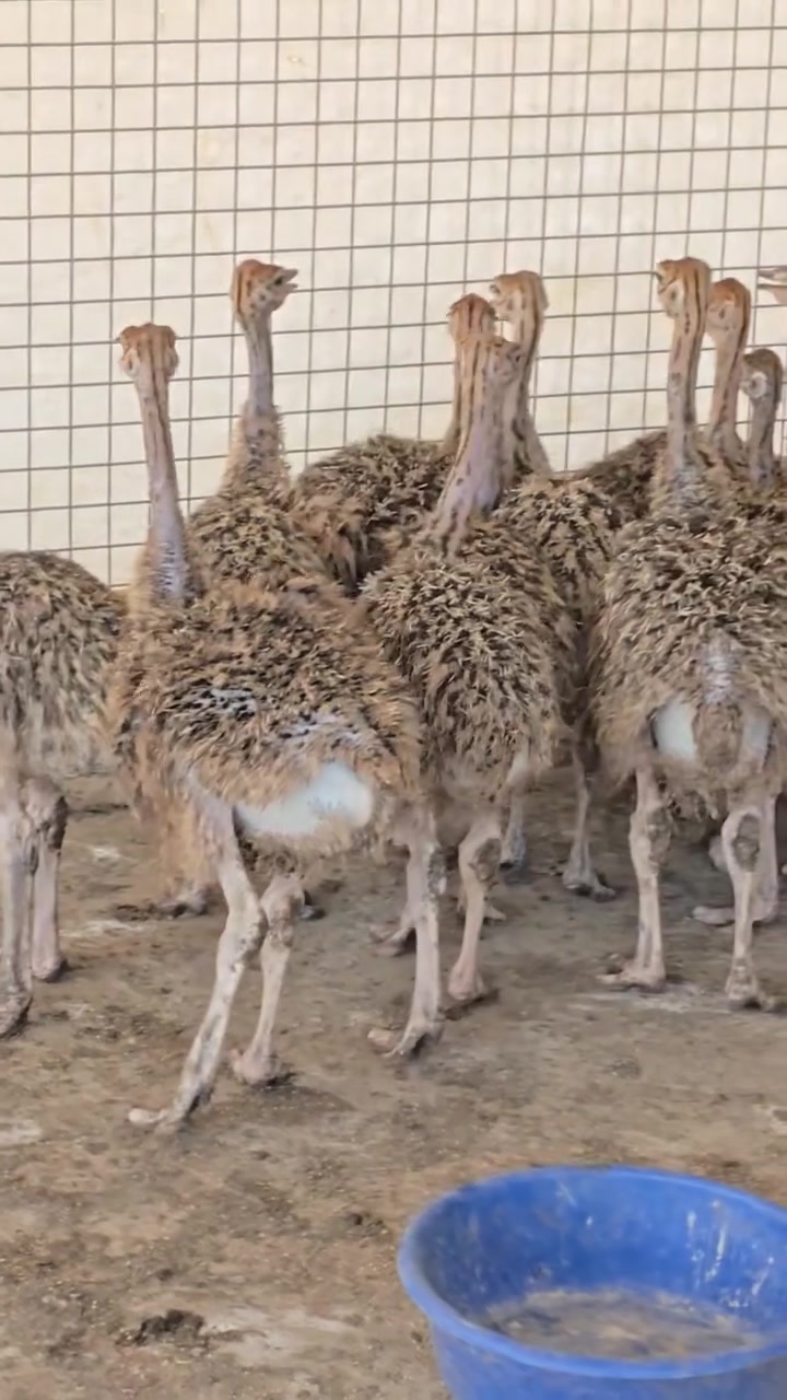 سلام عليكم تحياتي ادمن 
متاح نعام أفريقي شرط صحه 
وشرط لقاحات تفصيل داخل فيدو
***********
