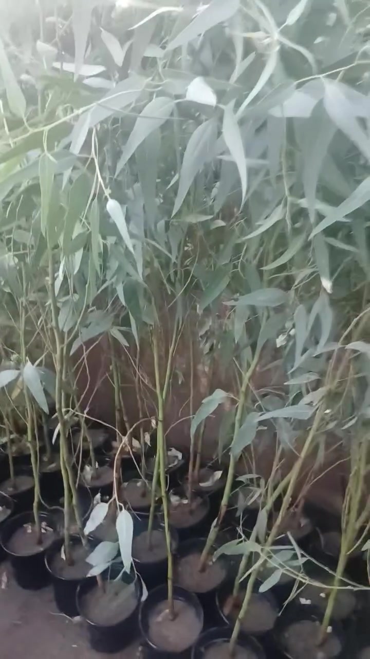 مشتل الزهور حي ميسان مقابيل مصرف الدم


**إذا كنت صاحب هذا الإعلان وتريد حذفه لأي سبب، رجاءا أرسل رسالة إلى الدعم الفني**