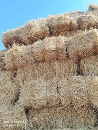 تبن • للبيع • توصيل