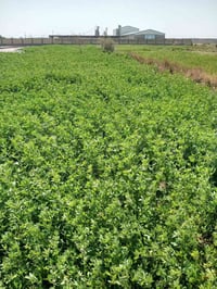 أرض زراعية • ١٠ دونم • مياه وكهرباء