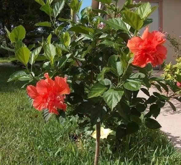 متوفر الان .... مشتل عبدالله
شجيرة معمرة كثيرة التفرع من القاعدة يصل طولها الى 2_3 امتار ، متحملة لأجوائنا الجافة والحارة ، تتميز بزهورها الكبيرة ، زهورها تبقى ٢٤ ساعة بعدها تذبل ويعمل منها شاي 
لها عدة الوان 🌼🌺🌸 أبرزها الاحمر ، إحرص على الهبسكس فهو  إضافة مهمة في كل حديقة.
 🌺🍃يحتاج اشعة الشمس المباشرة ويمكن زراعته  في اصص ووضعه قرب النافدة والري يكون بانتظام
🍃🌺يتكاثر بالعقلة 
🌺🍃يناسبه التربة الرطبة سهلة الصرف.
🍃🌺يتم تقليمه في اوخر الشتاء  ليزهر في فصلي الربيع و الصيف..متوفر  العنوان. بغداد الداوودي شارع هيل وزعفران خلف ثانوية الفضيلة واتساب ***********
٠
