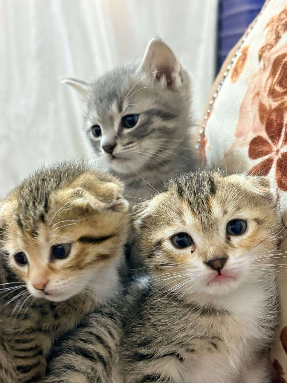 نثيه هجين سكوتش ع هملايه للتبني 
وياها اطفالها عددهم 3 
مكاني حي العسكري شارع السبيس 
الي يريدها خلي يجي ياخذها ويجيب وياه قفص لان ماعندي
 وياها مستلزمات تنضيف
***********
